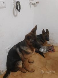 Cuccioli pastore tedesco