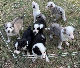 Cuccioli di pastore australiano
