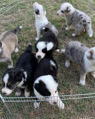 Cuccioli di pastore australiano