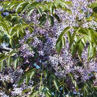 💥 ALBERO DEI ROSARI PATERNOSTRO 