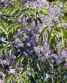 💥 ALBERO DEI ROSARI PATERNOSTRO 