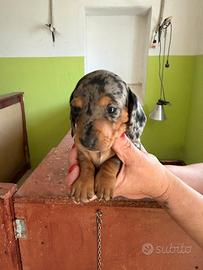 Cuccioli di bassotti kanichen