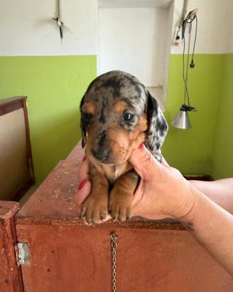 Cuccioli di bassotti kanichen