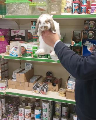 Conigli nani ariete mini lop