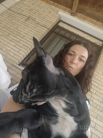 Bull dog francese