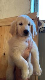 Ultima cucciola disponibile di golden Retriever