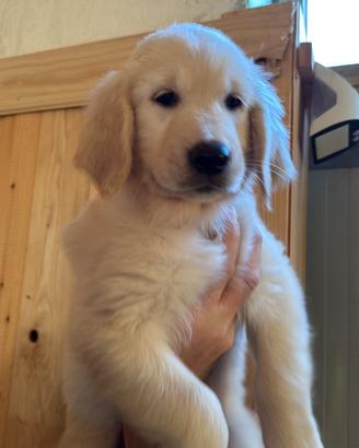 Ultima cucciola disponibile di golden Retriever