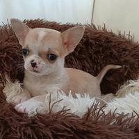 Cucciolo chihuahua con pedigree pelo corto