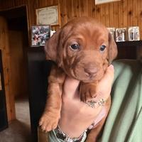 Bassotti a pelo corto