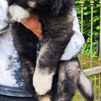 Pastore del Caucaso cuccioli