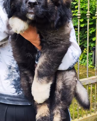 Pastore del Caucaso cuccioli