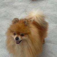 SPITZ nana con Pedigree