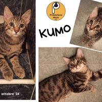 Kumo, 5 mesi,