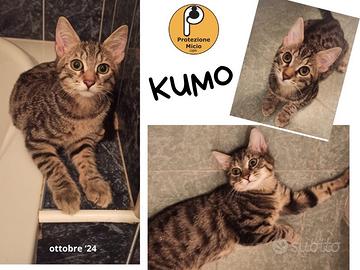 Kumo, 5 mesi,