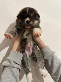Cuccioli di akita inu