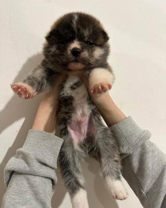 Cuccioli di akita inu