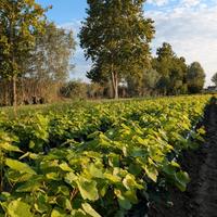 Barbatelle di vite vivaio treviti