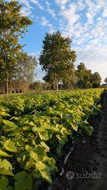 Barbatelle di vite vivaio treviti