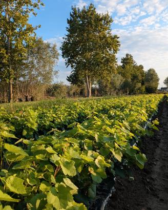 Barbatelle di vite vivaio treviti