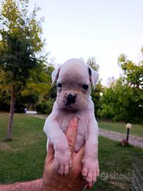 Cucciolo boxer bianco