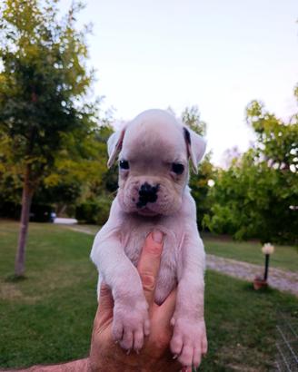 Cucciolo boxer bianco