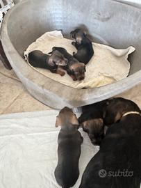 Bassotti tedeschi a pelo duro