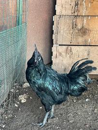 Coppia Ayam Cemani - razza pura -