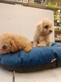 Cuccioli di maltipoo Toy