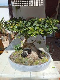 Bonsai
