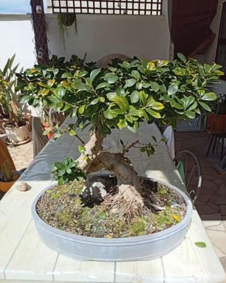 Bonsai