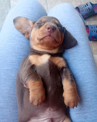 Cucciolo cane bassotto tedesco pelli corti