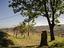 Immagine 18