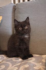 Scottish/British gattini 