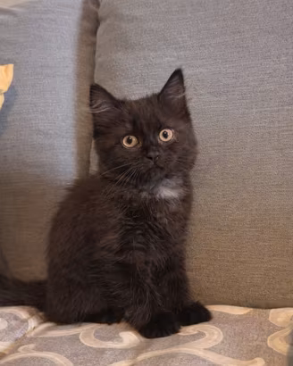 Scottish/British gattini 
