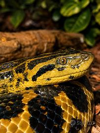 Anaconda giallo - Eunectes notaes