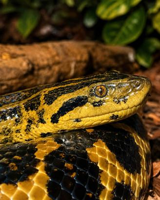 Anaconda giallo - Eunectes notaes