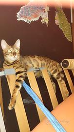 Bengali,affetuosi,ducati cocoloni dolci