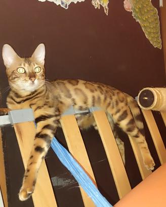 Bengali,affetuosi,ducati cocoloni dolci