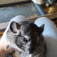 Cuccioli di cincilla