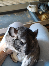 Cuccioli di cincilla