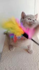 Femminucce British shorthair