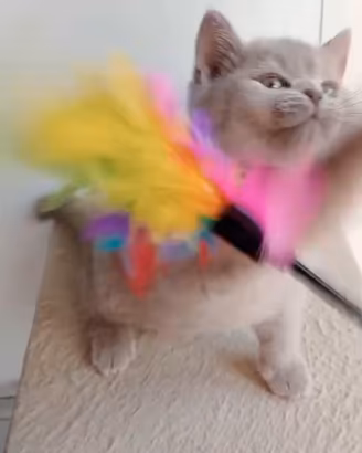 Femminucce British shorthair