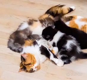 Cuccioli di sottish straight