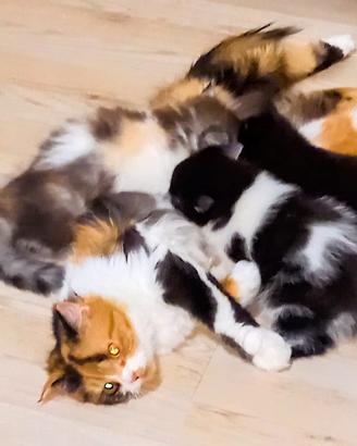 Cuccioli di sottish straight