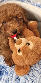 Cucciolo di Barboncino nano/toy maschio