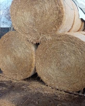 Paglia e erba medica