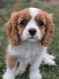 Cavalier king
