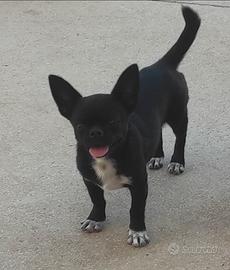 Chihuahua