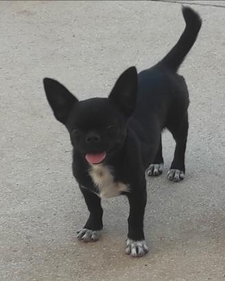 Chihuahua