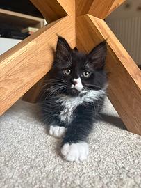 Gattina Maine coon